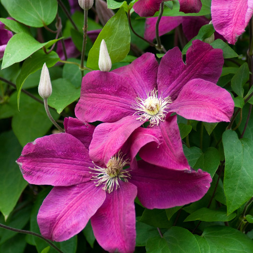 Clematis 'Earnest Markham'