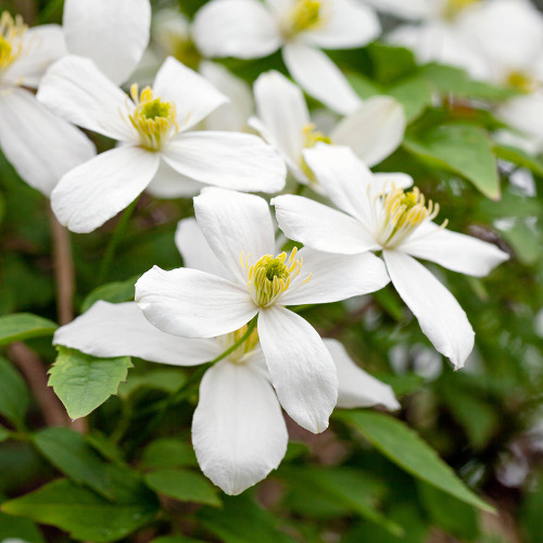 Clematis montana var. grandiflora