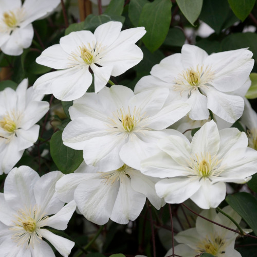 Clematis 'Guernsey Cream'