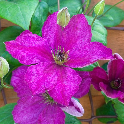 Clematis viticella 'John Howells'