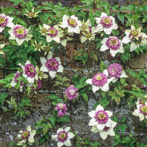 Clematis florida var. florida 'Sieboldiana'