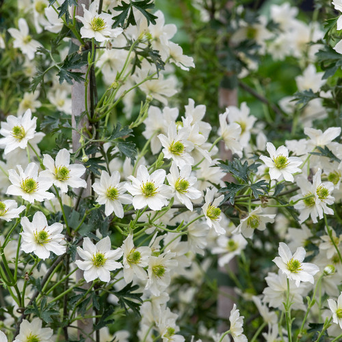 Clematis x cartmanii 'Early Sensation'