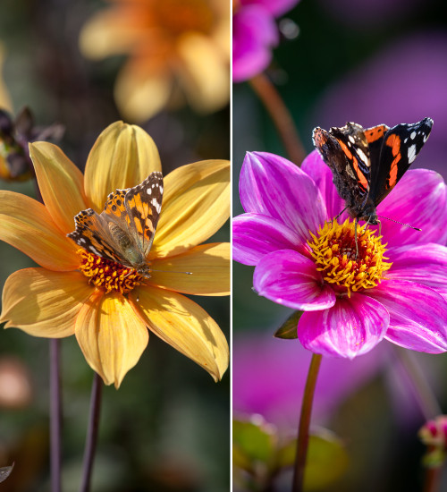 Happy Pollinator Pair Dahlia Collection