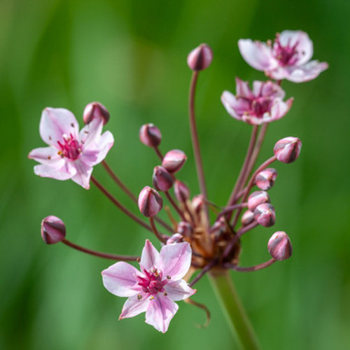 Butomus umbellatus (Flowering Rush)