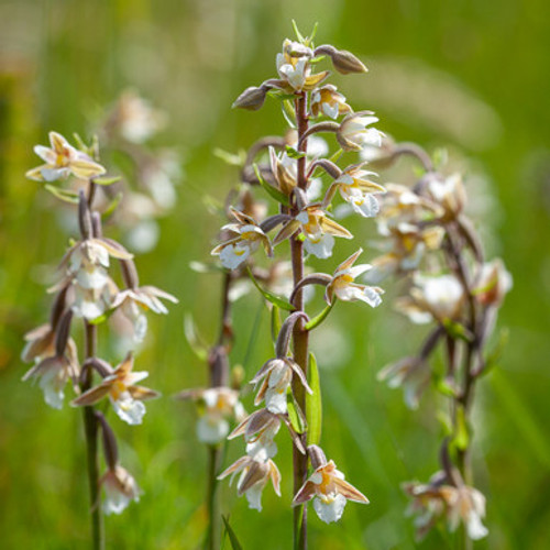 Epipactis palustris (Orchid)