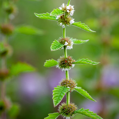 Lycopus europaeus (Gypsywort)