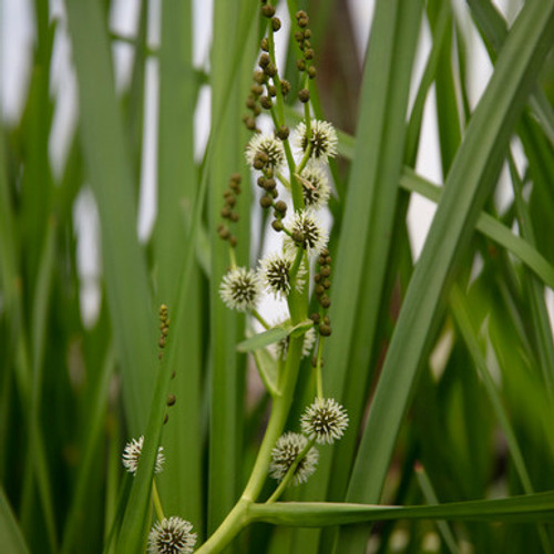 Sparganium erectum (Branched bur-reed)