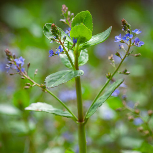 Veronica beccabunga (Brooklime)