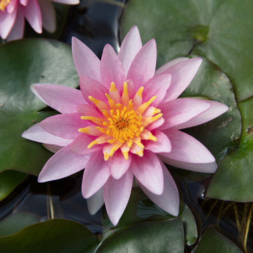 Nymphaea 'Rose Arey' (Water Lily)