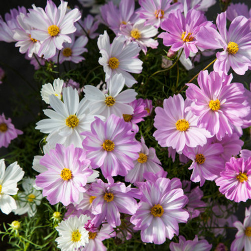 Cosmos bipinnatus 'Apollo Lovesong'