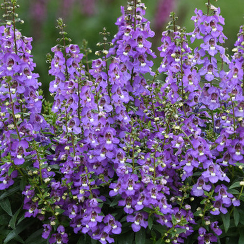 Angelonia angustifolia 'Serena Blue'