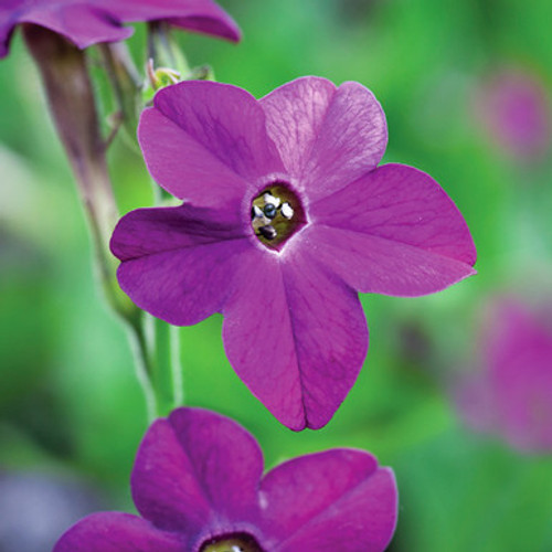 Nicotiana sanderae 'Perfume Purple'