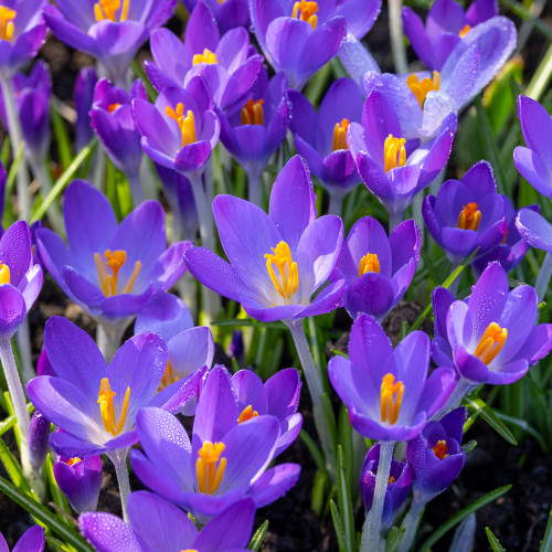 Crocus tommasinianus 'Whitewell Purple'