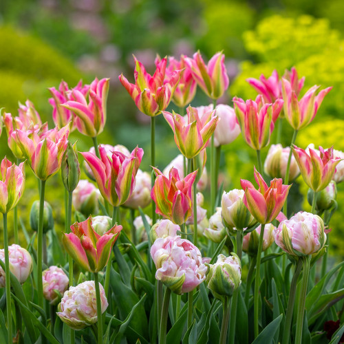 Buy Jemima's Tulip Mix | Tulip Mix | Sarah Raven