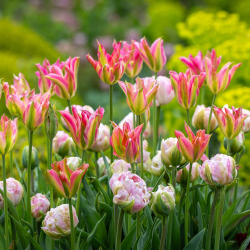 Jemima's Tulip Mix