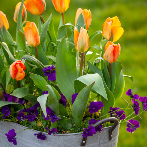 Tulip 'Orange Brilliant'