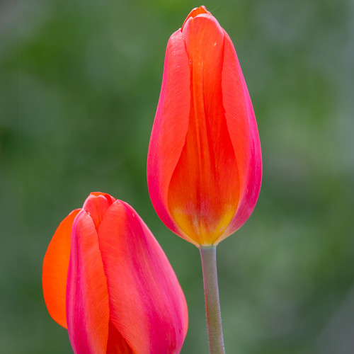 Tulip 'Lighting Sun'