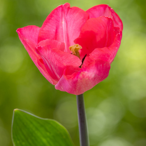 Tulip 'Lydia'