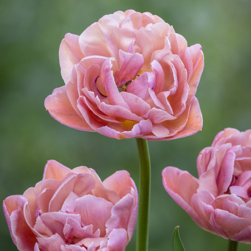 Tulip 'Beachberry'