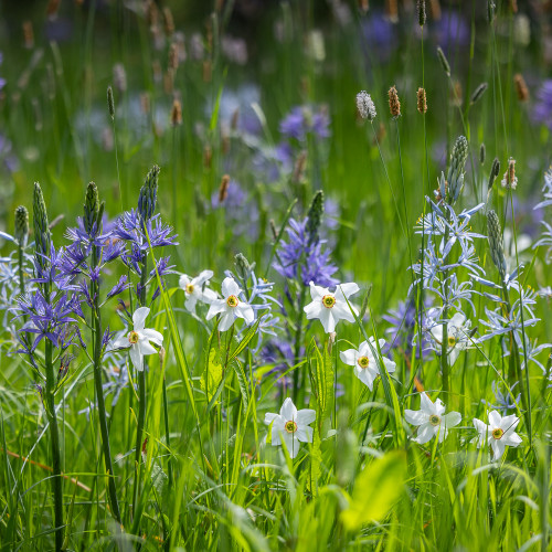 Orchard Camassia and Daffodil Collection