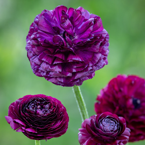 Ranunculus 'Elegance Viola'