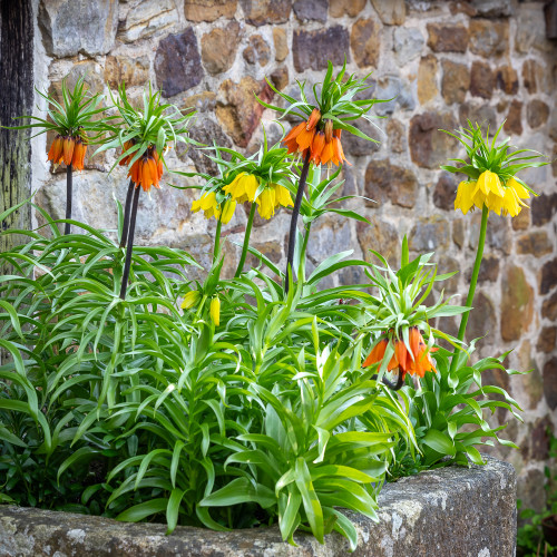 North Wall Fritillaria Mix