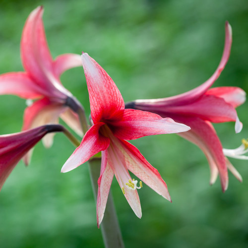 Amaryllis 'Santa Rosa'