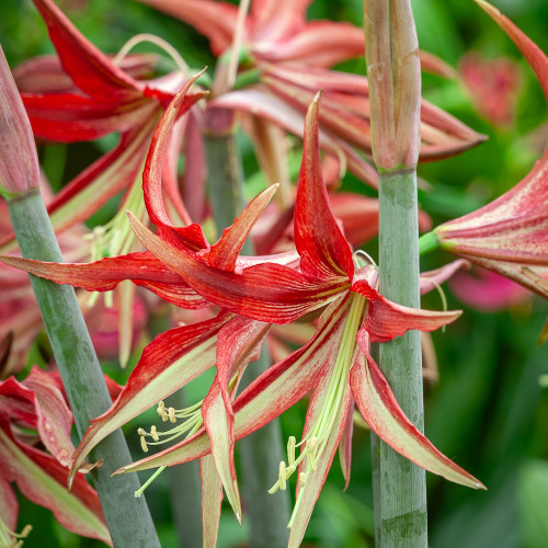 Amaryllis 'Tango'