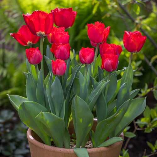 Tulip 'Masterpeace'