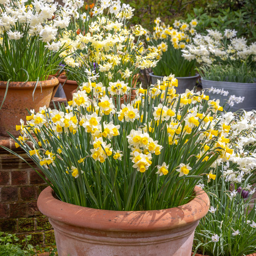 Perfect Pot Narcissus Collection