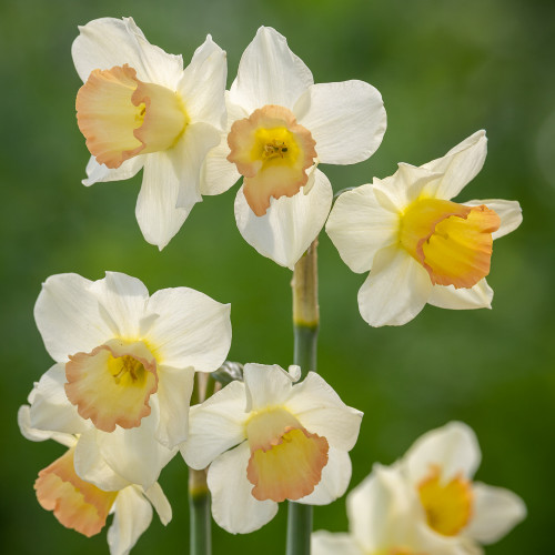 Narcissus 'Cosmopolitan'