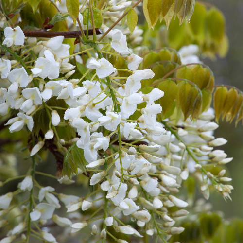 Wisteria brachbotrys 'Shiro-kapitan' Sarah Raven