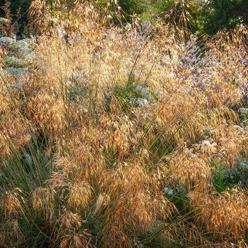 Stipa gigantea Stipa gigantea