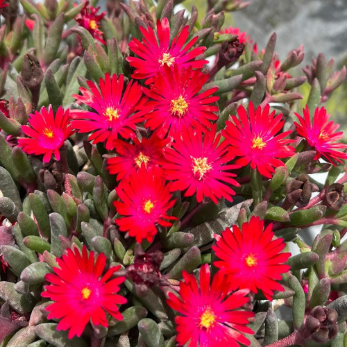 Delosperma Desert Dancers 'Red'