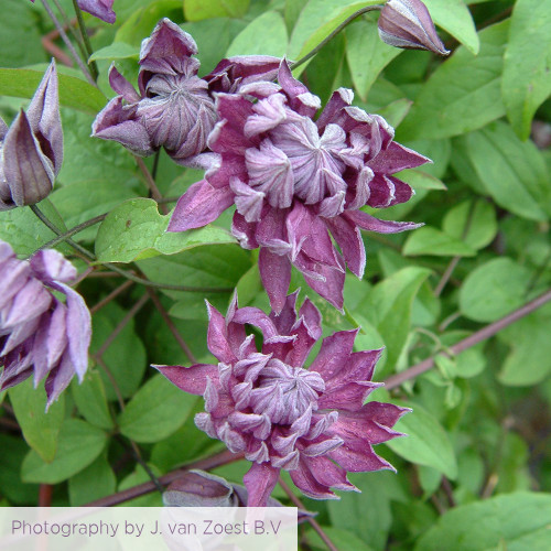 Clematis viticella 'Mary Rose' (Flore Pleno)