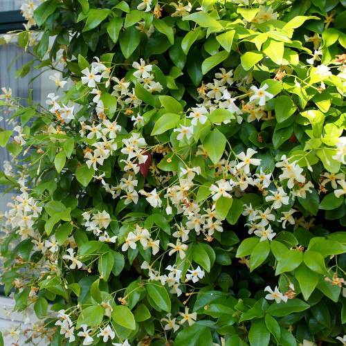 Trachelospermum jasminoides 'Star of Toscana'