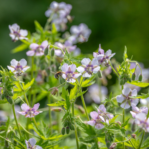 Geranium phaeum 'Wendy's Blush'