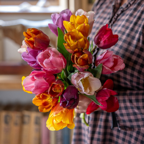 Mellow Tulip Collection | Tulip | Sarah Raven