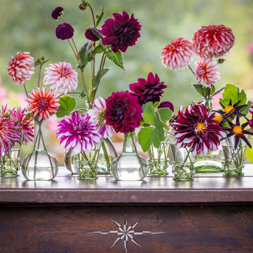 Buy Willow Crossley Dahlia Collection | | Sarah Raven