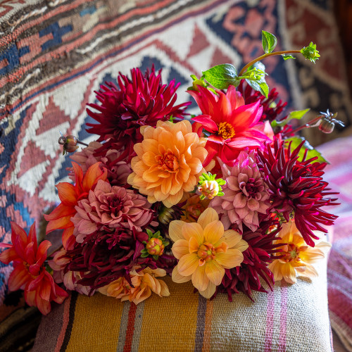 Tom's Dahlia Collection