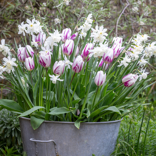 Folk Story Mix in a Galvanised Ribbed Planter