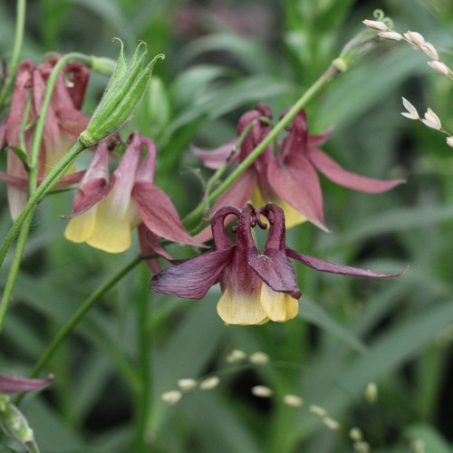 Aquilegia buergeriana 'Calimero'