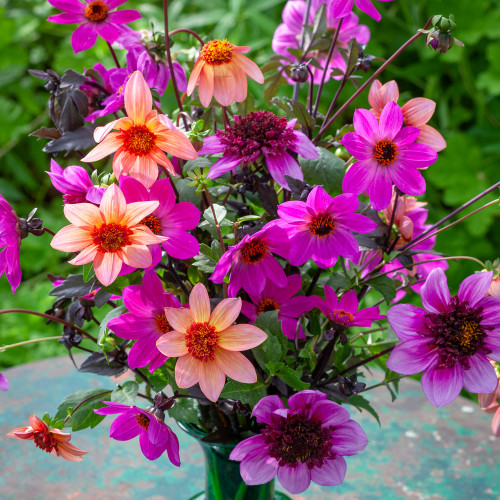 Pollinators Picnic Dahlia Collection | Dahlia | Sarah Raven