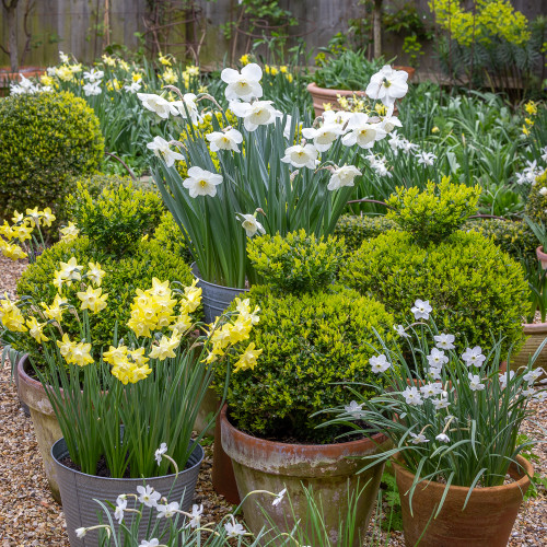 Tom’s Narcissus Collection