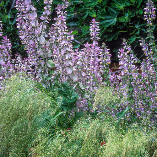 Salvia sclarea var. turkestaniana