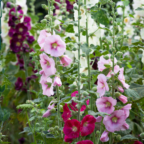 Alcea rosea (Hollyhock Mix)