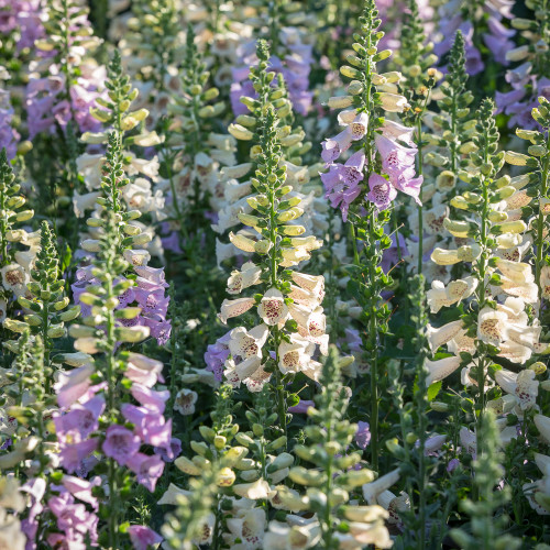 Dreaming Spires Foxglove Collection