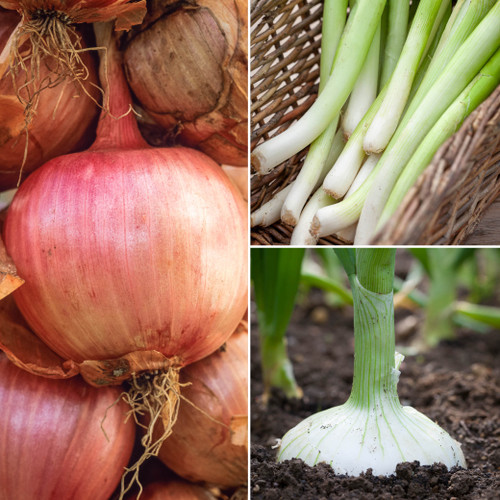 Chef’s Favourite Mellow and Sweet Onion Collection