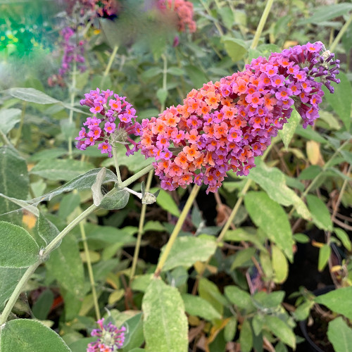 Buddleja × weyeriana ‘Bicolor’ (syn.‘Flower Power’)