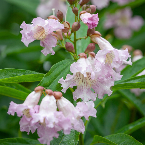 Catalpa fargesii f. duclouxii (Chinese bean tree)
